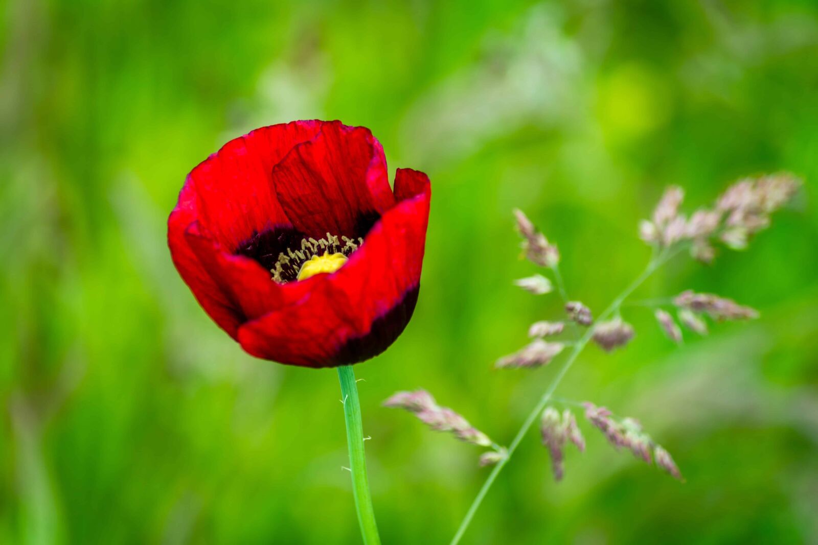 Nikon D7100 sample photo. Flower, leaf, nature, summer photography