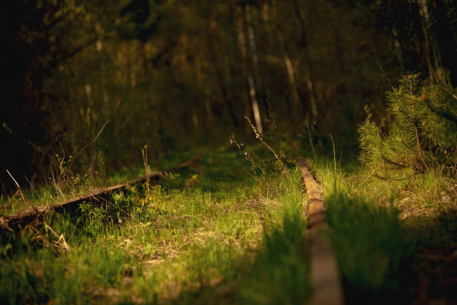 Nikon D800 sample photo. The way, story, nature photography