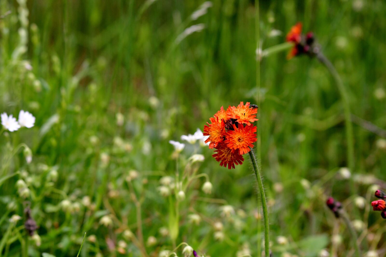 Nikon D500 sample photo. Hawkweed, plant, flower photography