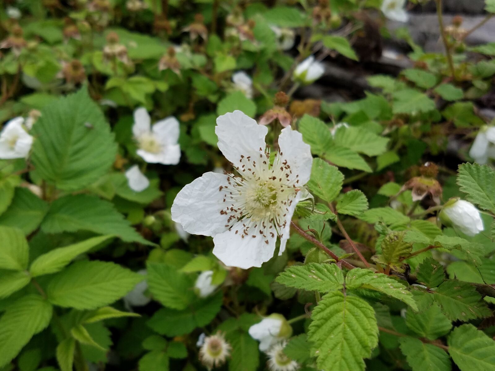 Samsung Galaxy S7 sample photo. White, flowers, little photography