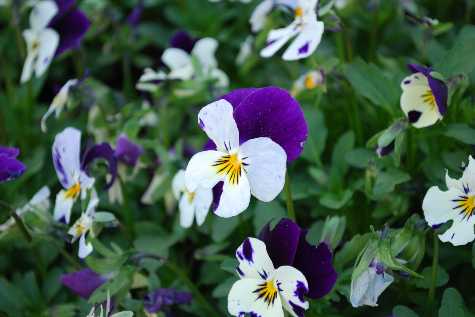 Nikon D60 sample photo. Flower, nature, garden photography