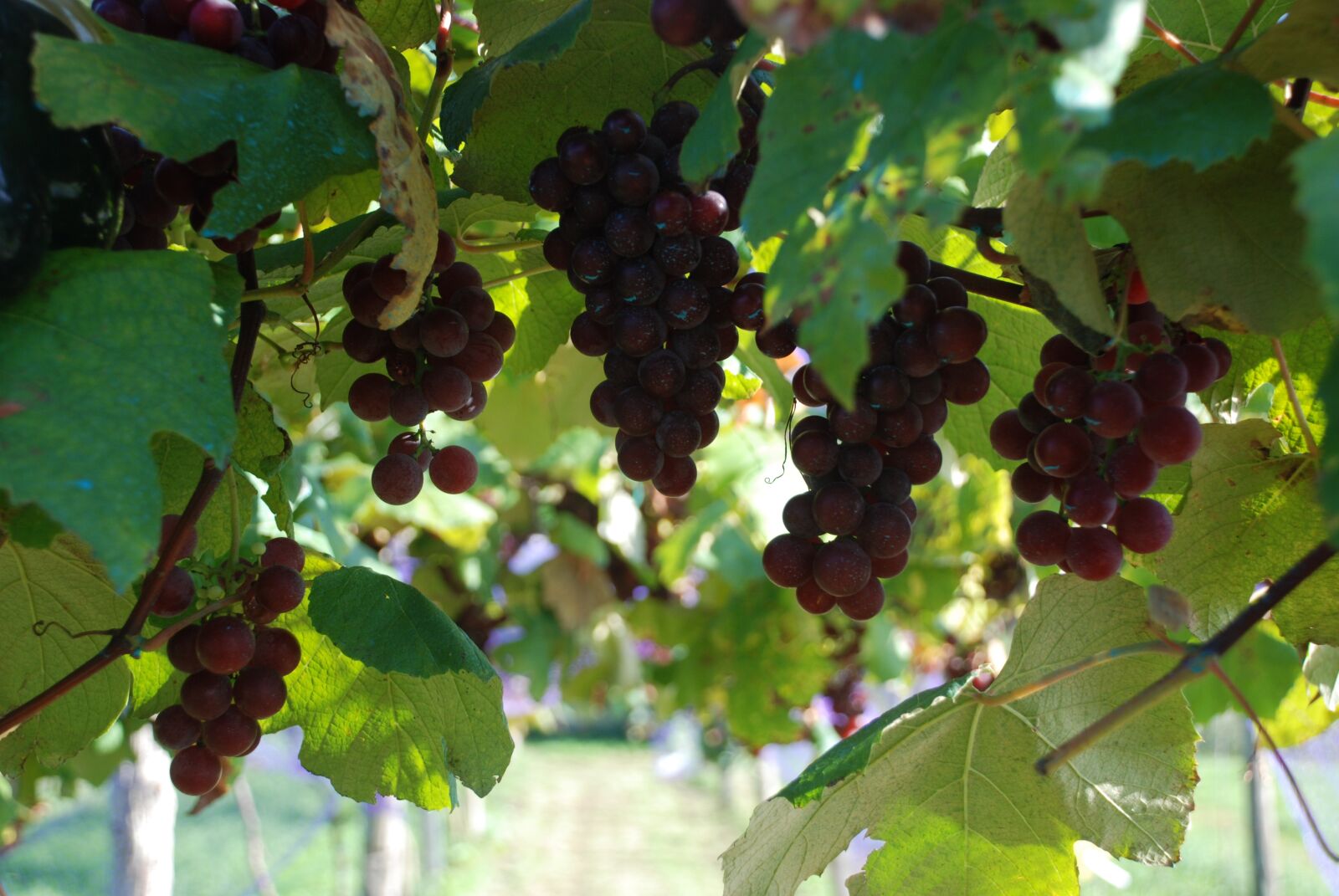 Nikon D80 sample photo. Grapes, grape, vintage photography
