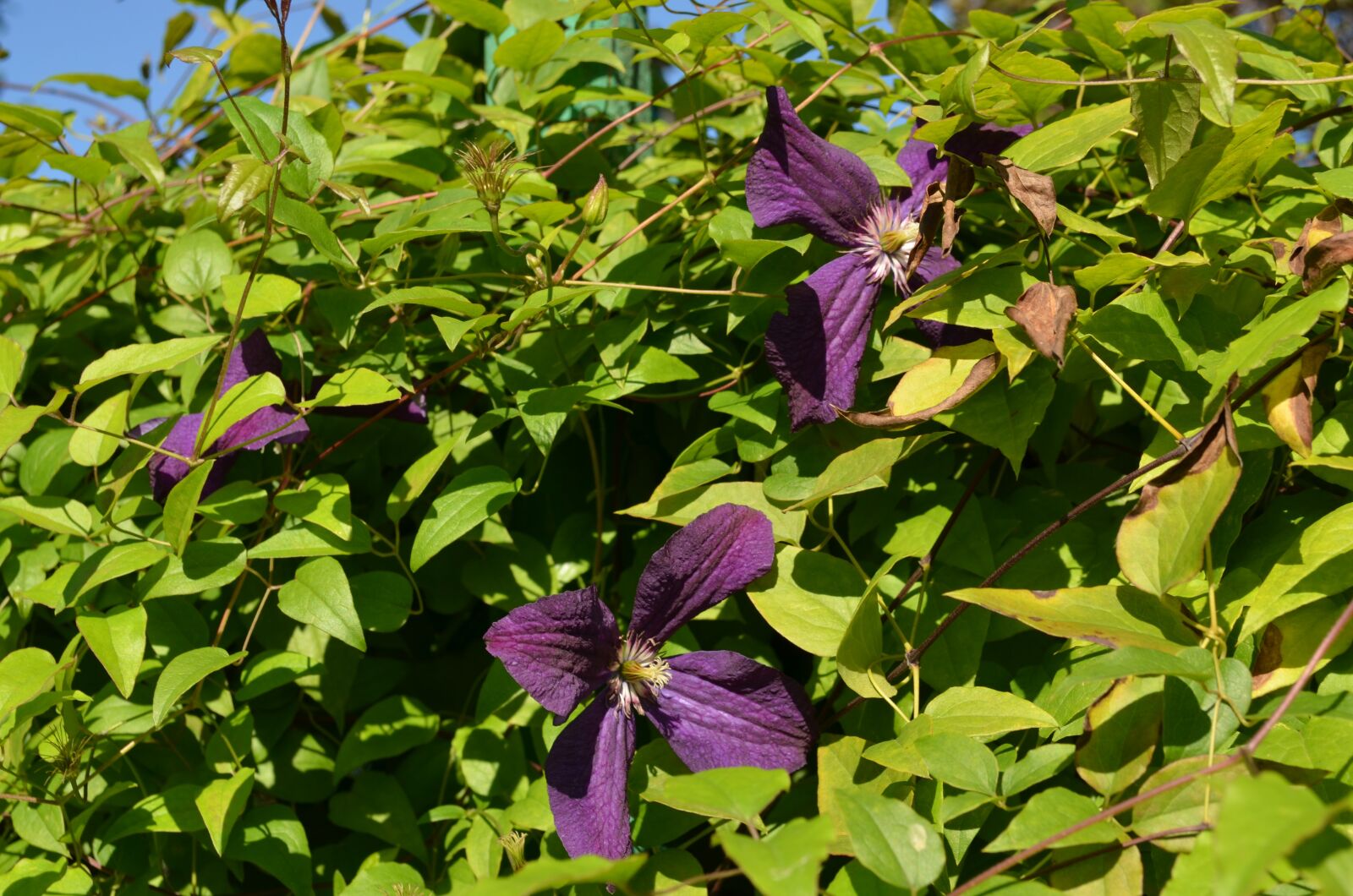 Nikon D5100 sample photo. Flowers, summer, summer flowers photography