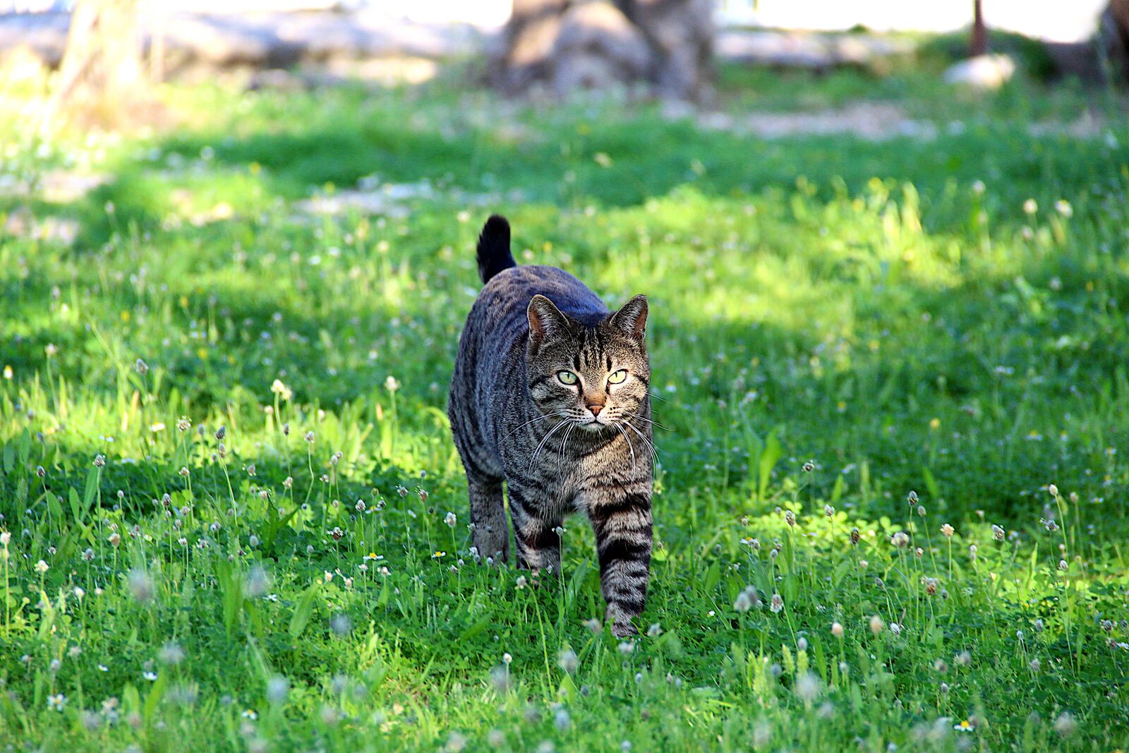 Canon EOS 4000D (EOS Rebel T100 / EOS 3000D) sample photo. Prowl, cat, animal photography