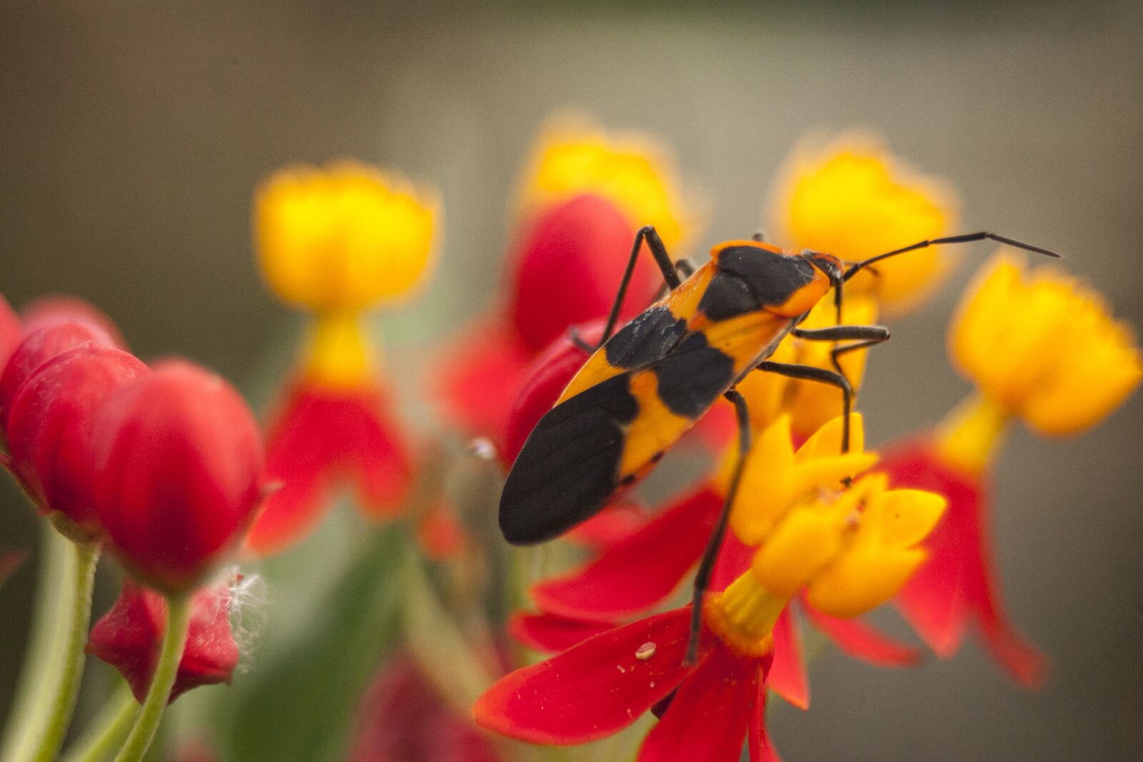 Canon EF 28-80mm f/3.5-5.6 USM sample photo. Bug, insect, nature photography