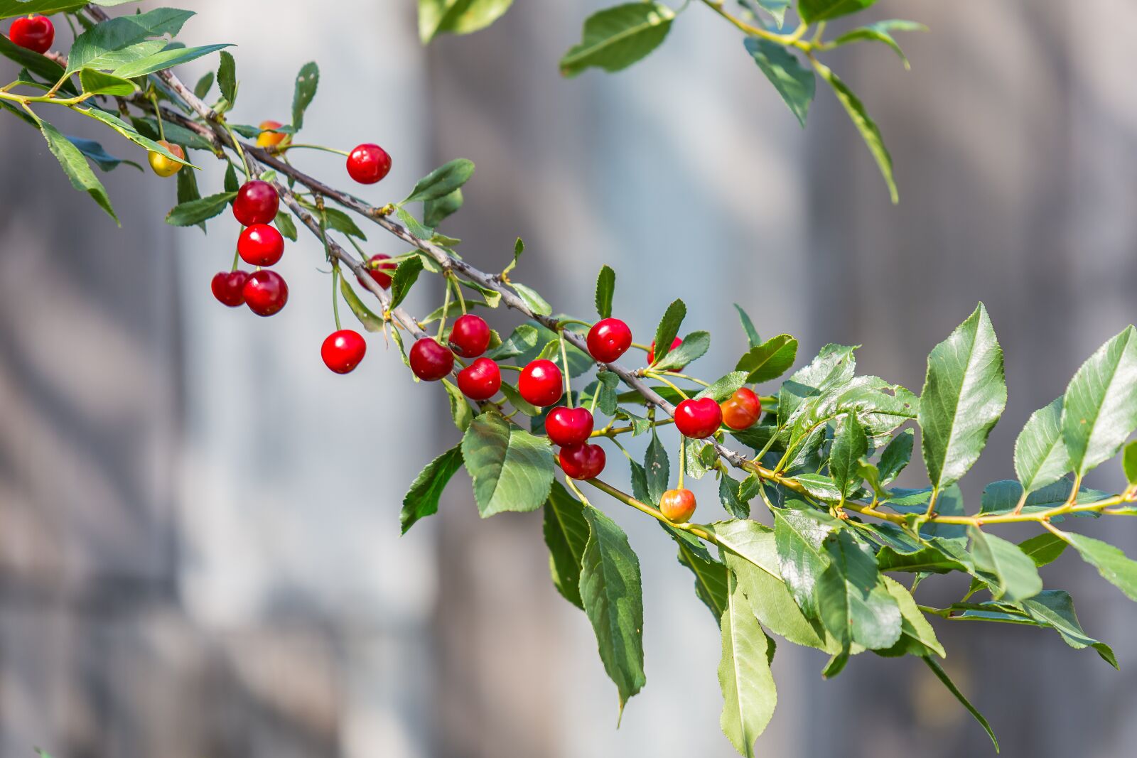 Nikon D7200 sample photo. Cherry, berry, red photography