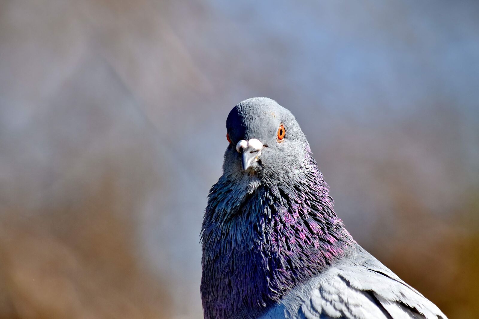 Nikon D5500 sample photo. Pigeon, plumage, profile, side photography