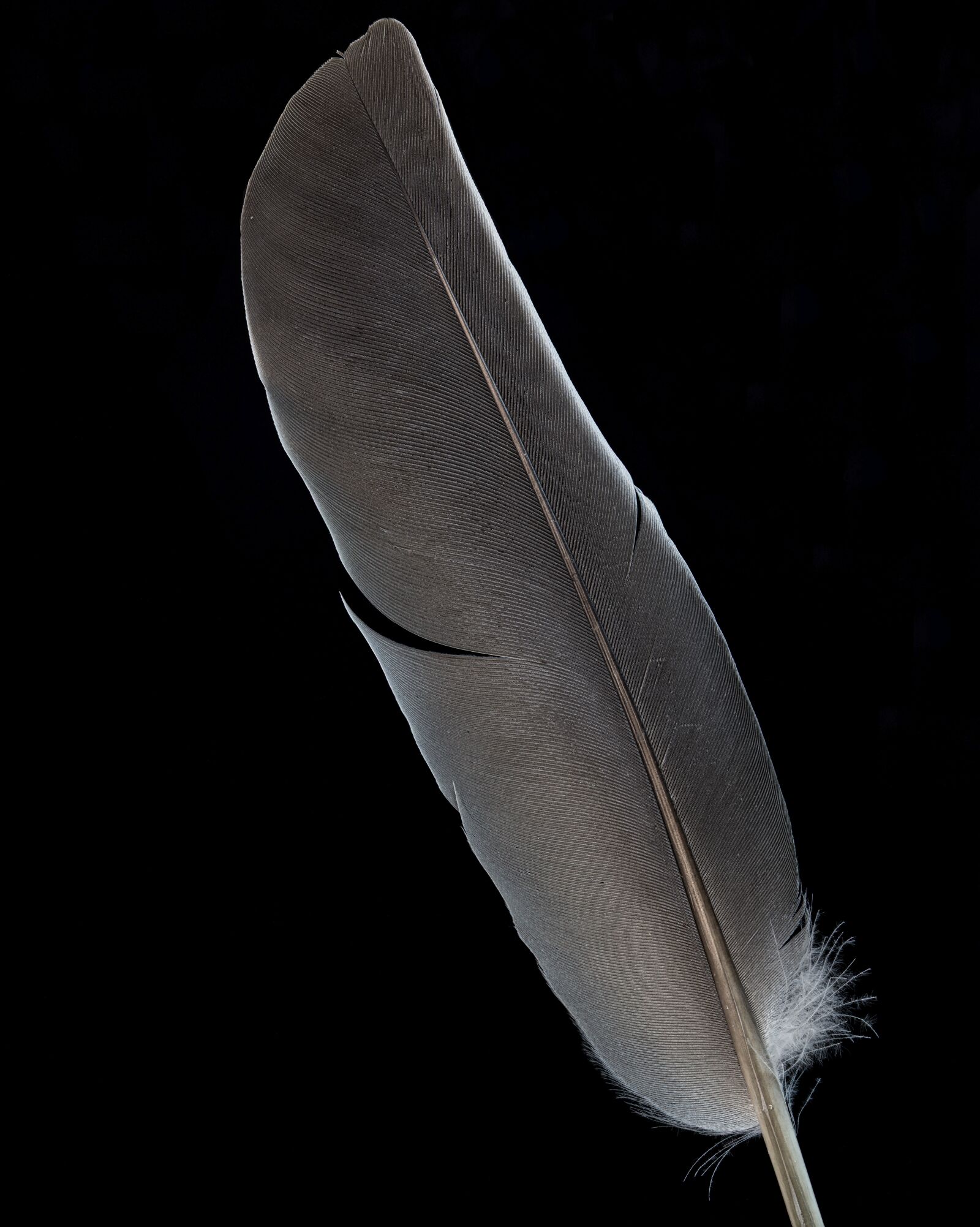 Canon EOS 100D (EOS Rebel SL1 / EOS Kiss X7) sample photo. Feather, macro, slight photography