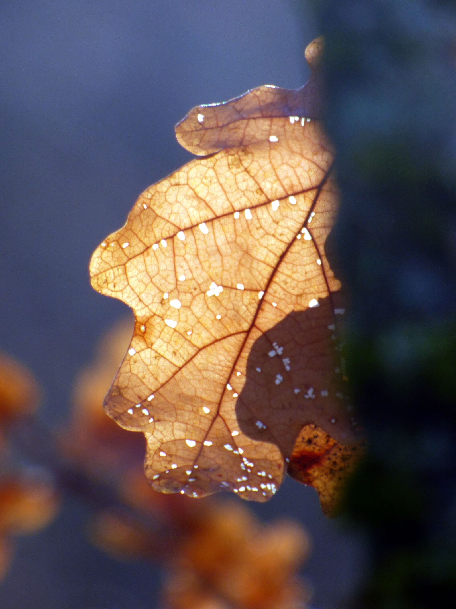 Panasonic DMC-FZ72 sample photo. Leaf, winter, frost photography