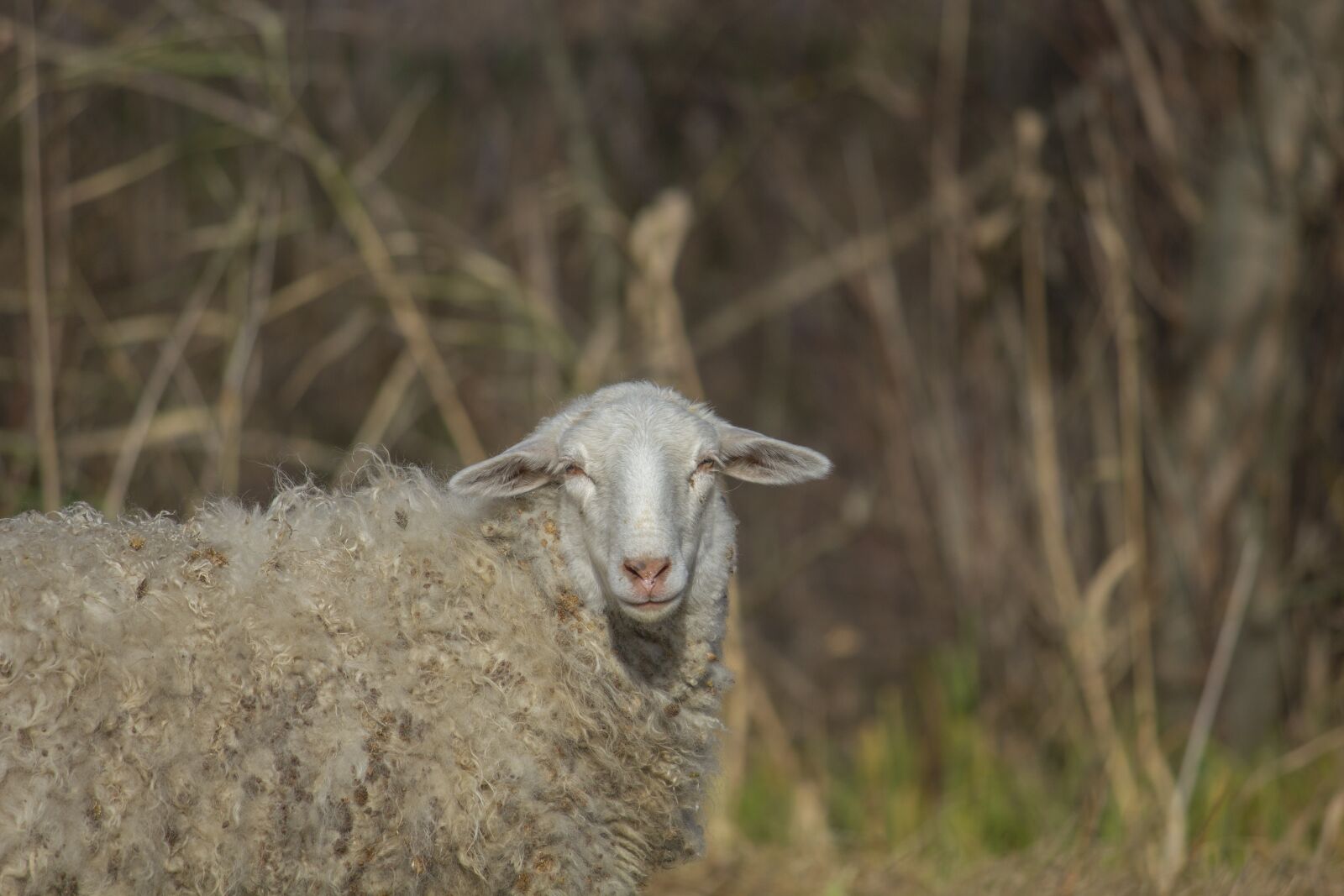 Canon EOS 550D (EOS Rebel T2i / EOS Kiss X4) + Canon EF-S 55-250mm F4-5.6 IS II sample photo. Sheep, animal, grass photography