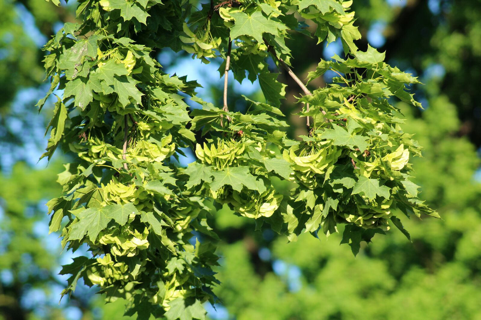 Canon EOS 1200D (EOS Rebel T5 / EOS Kiss X70 / EOS Hi) sample photo. Clone, tree, spring photography