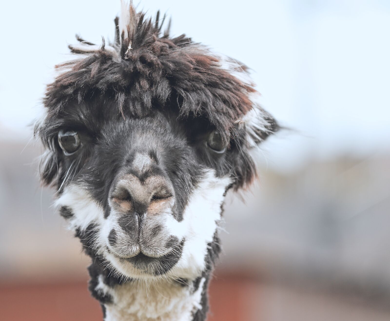 Canon EOS 200D (EOS Rebel SL2 / EOS Kiss X9) sample photo. Alpaca, lama, camel photography