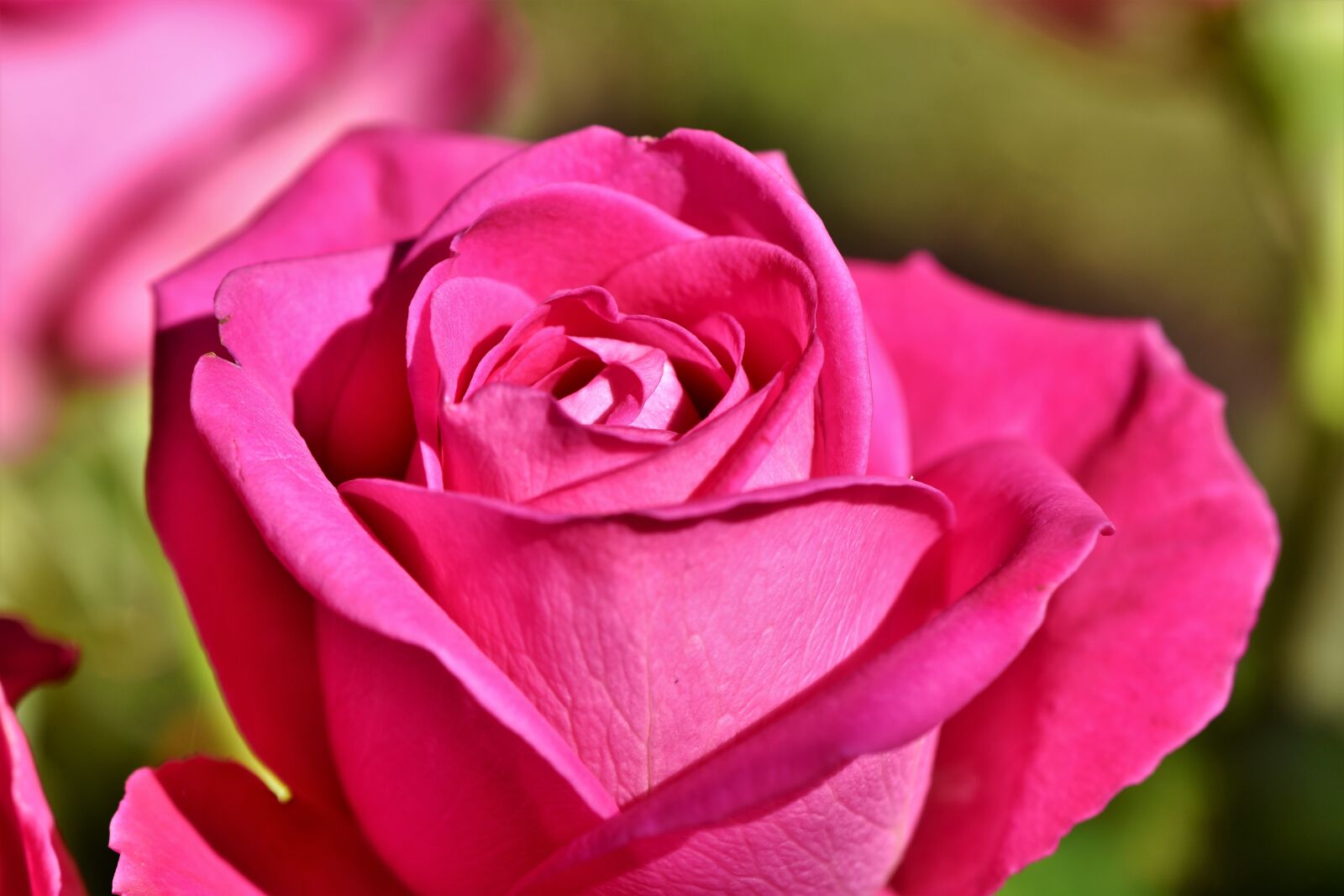 Nikon D7200 sample photo. Rose, bouquet of roses photography