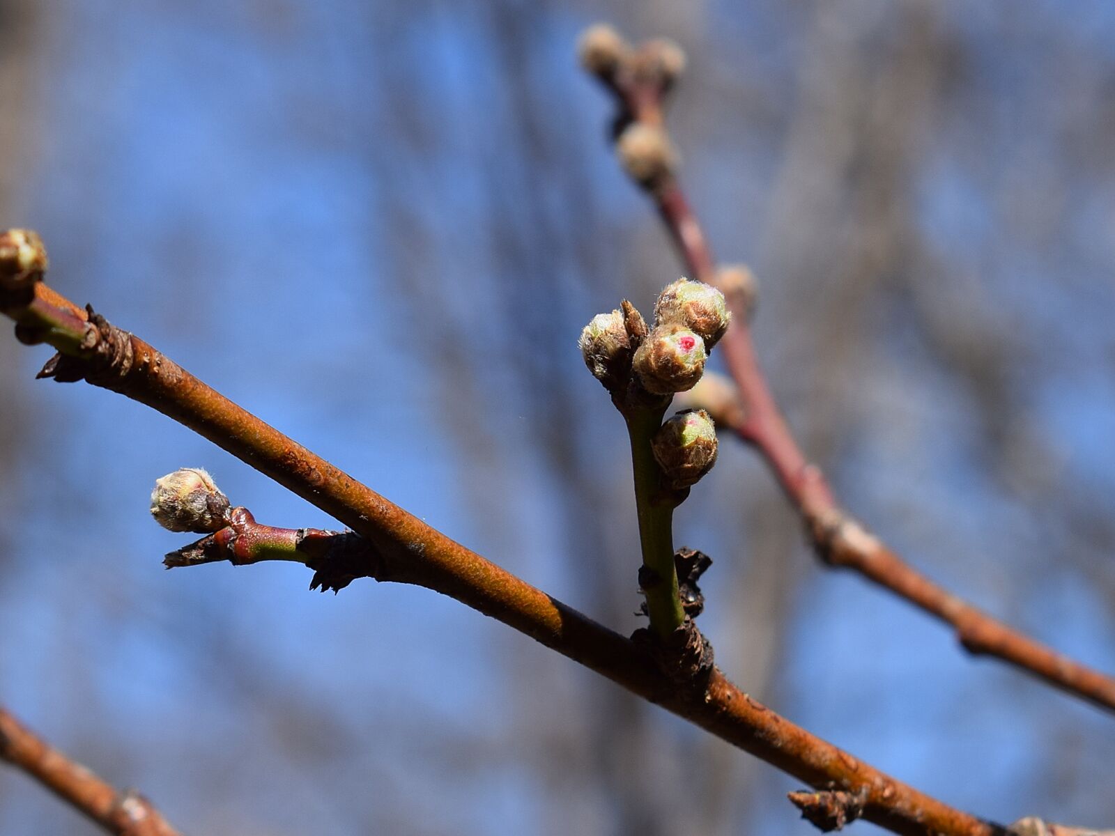 Nikon D3300 sample photo. Peach blossom buds, peach photography