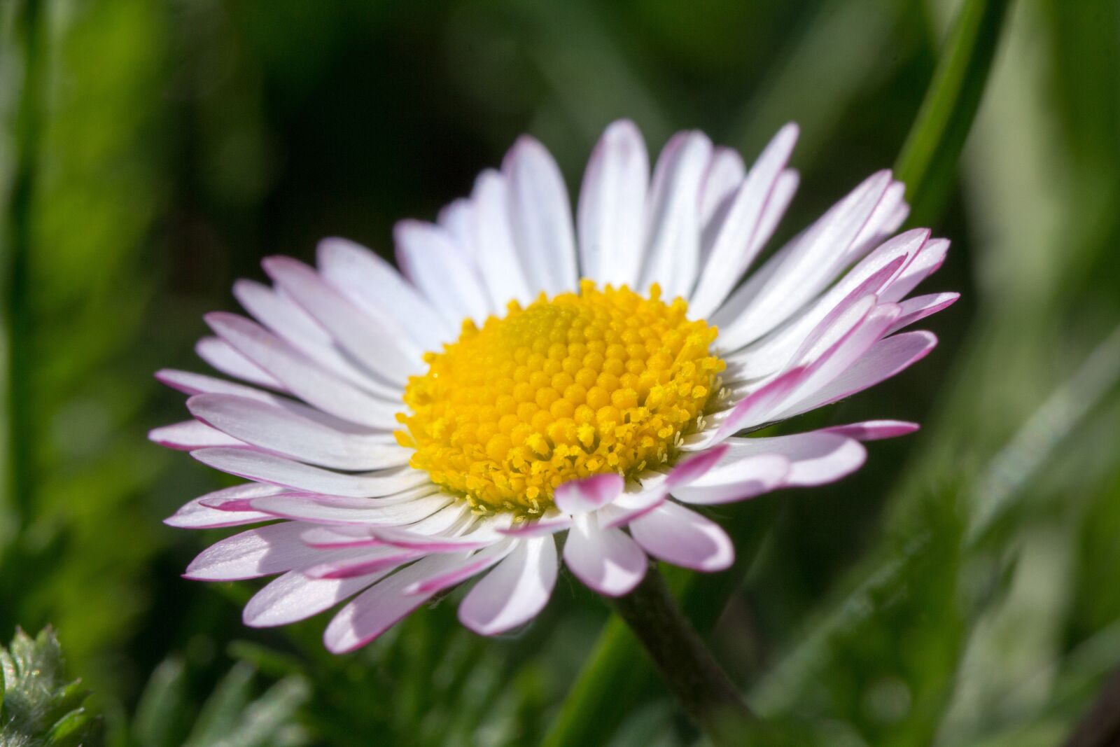 Canon EOS 60D sample photo. Daisy, blossom, bloom photography
