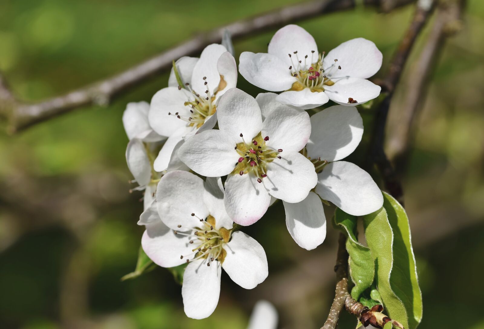Nikon D7200 sample photo. Pear blossom, pear, blossom photography