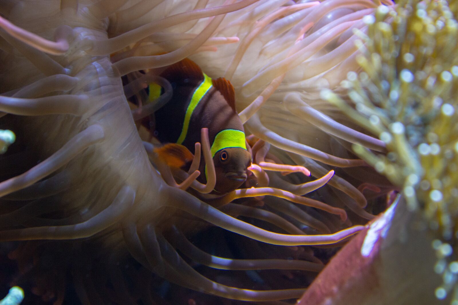 Canon EOS 600D (Rebel EOS T3i / EOS Kiss X5) sample photo. Anemone, fish, underwater photography