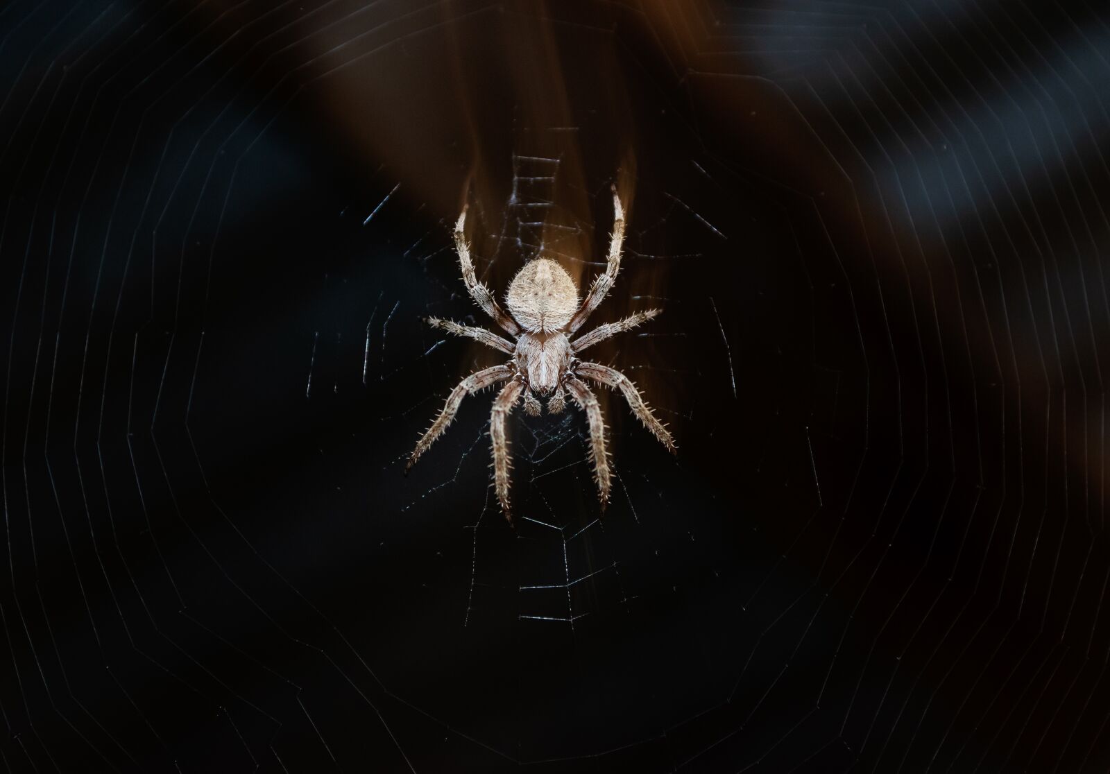 Nikon D5500 sample photo. Nature, spider, web photography