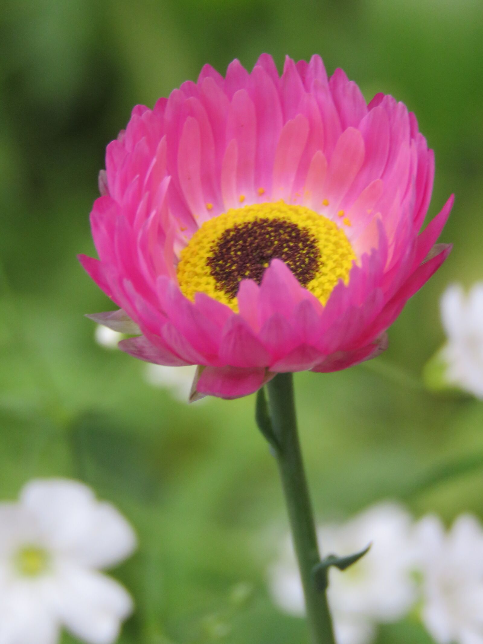 Canon PowerShot SX60 HS sample photo. Flower, purple, pestle photography