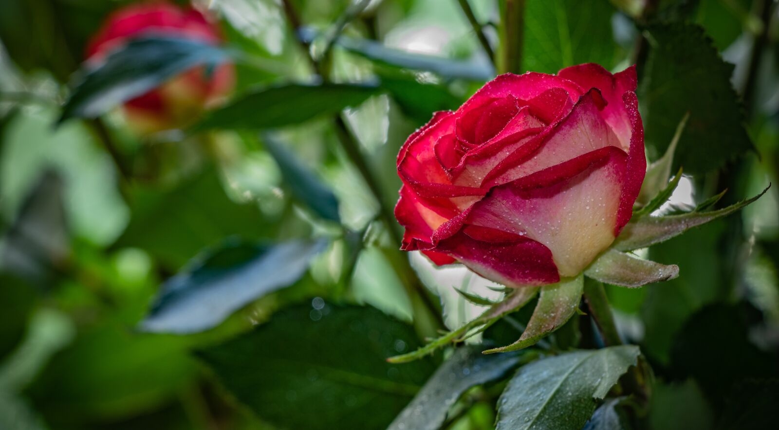 Canon EF-S 18-135mm F3.5-5.6 IS USM sample photo. Rose, wet, drops photography