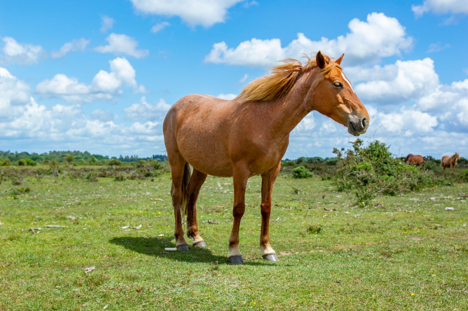 Nikon D3200 sample photo. Horse, field, clouds photography