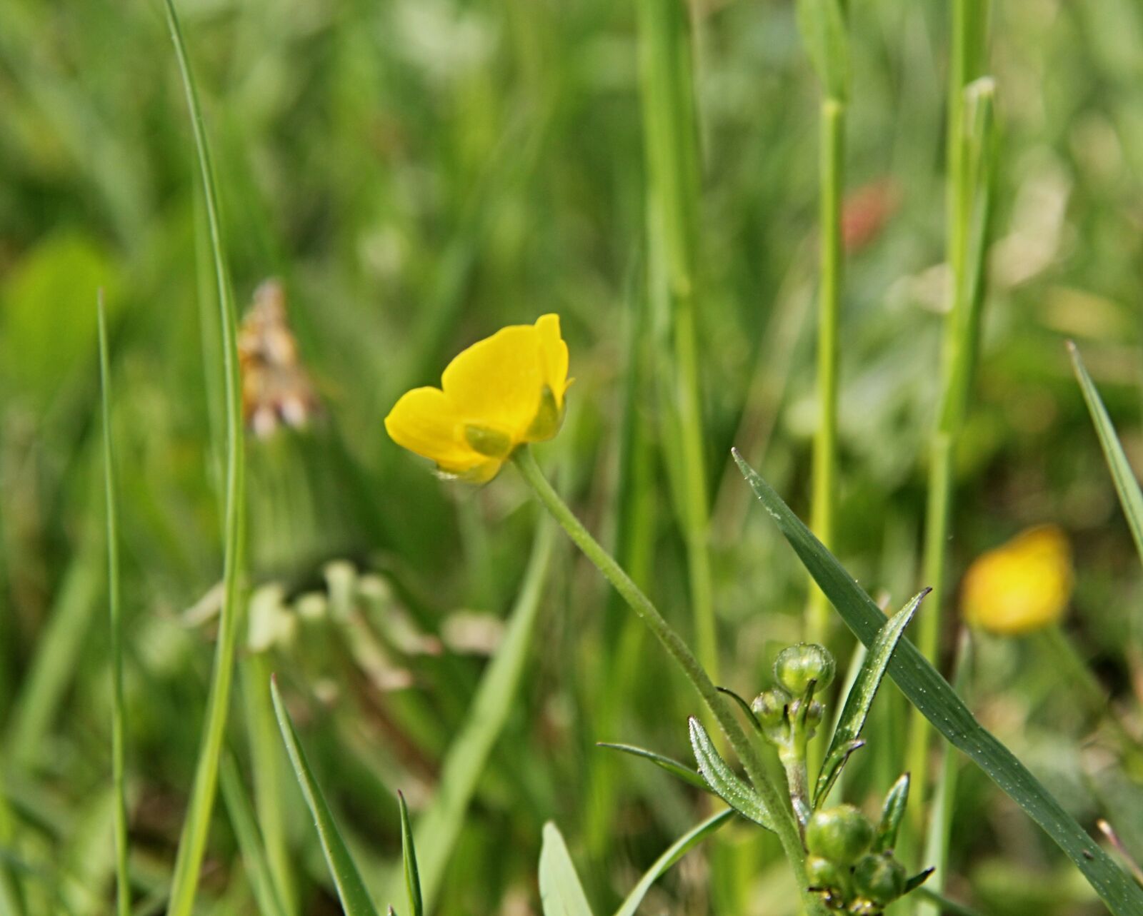 Canon EOS 550D (EOS Rebel T2i / EOS Kiss X4) sample photo. Buttercup, buttercup sharp, yellow photography