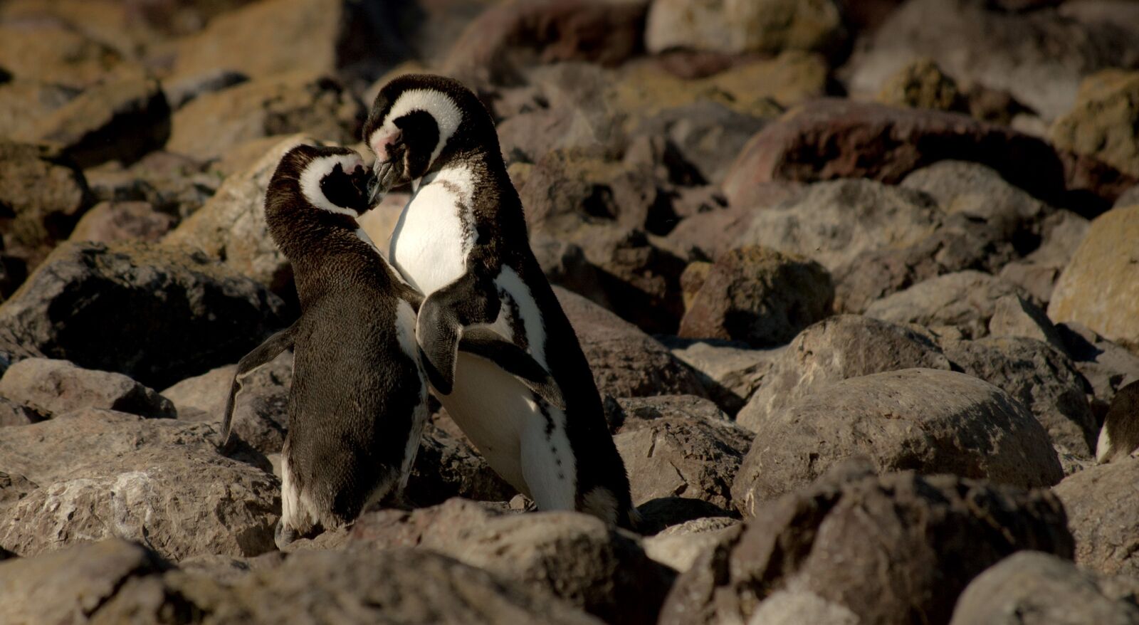 Nikon D40 sample photo. Animals, birds, cute photography