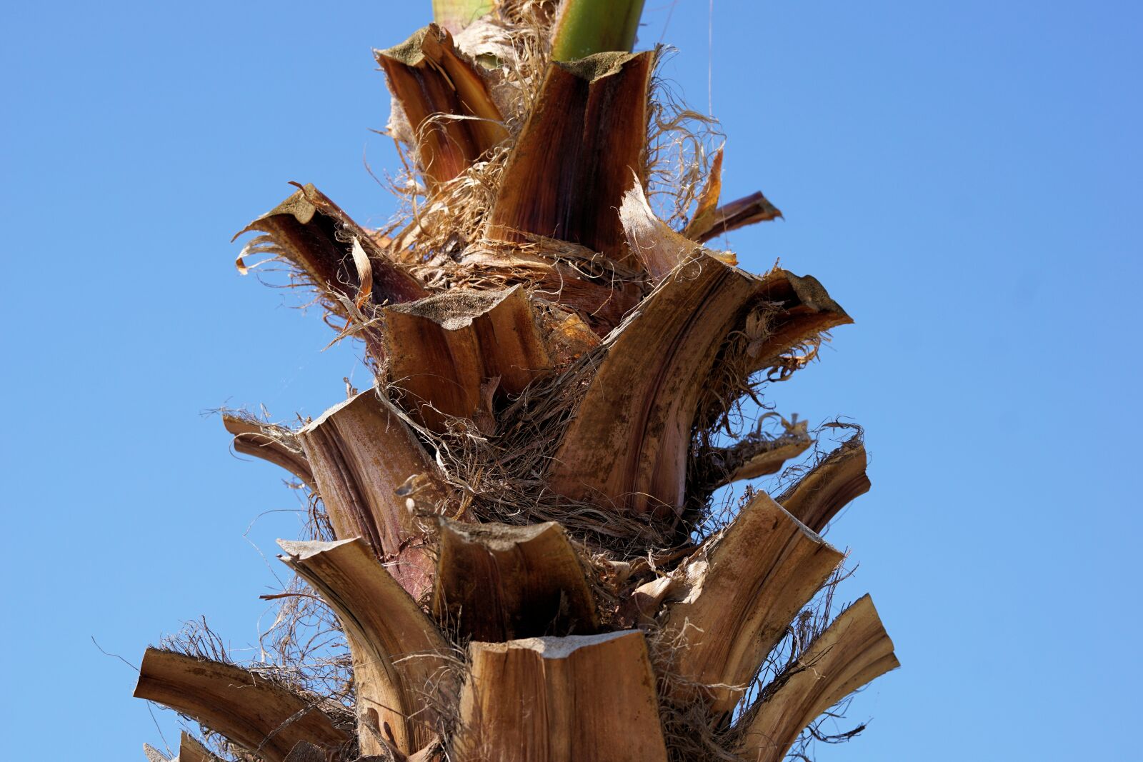 Sony a6000 + E 60mm F2.8 sample photo. Palm, tribe, palm tree photography