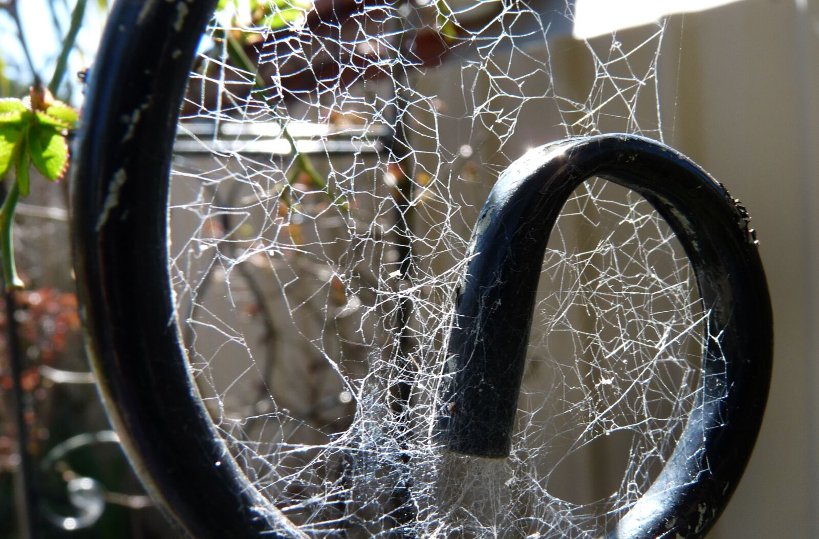 Panasonic Lumix DMC-FZ28 sample photo. Cobweb, spider, garden photography