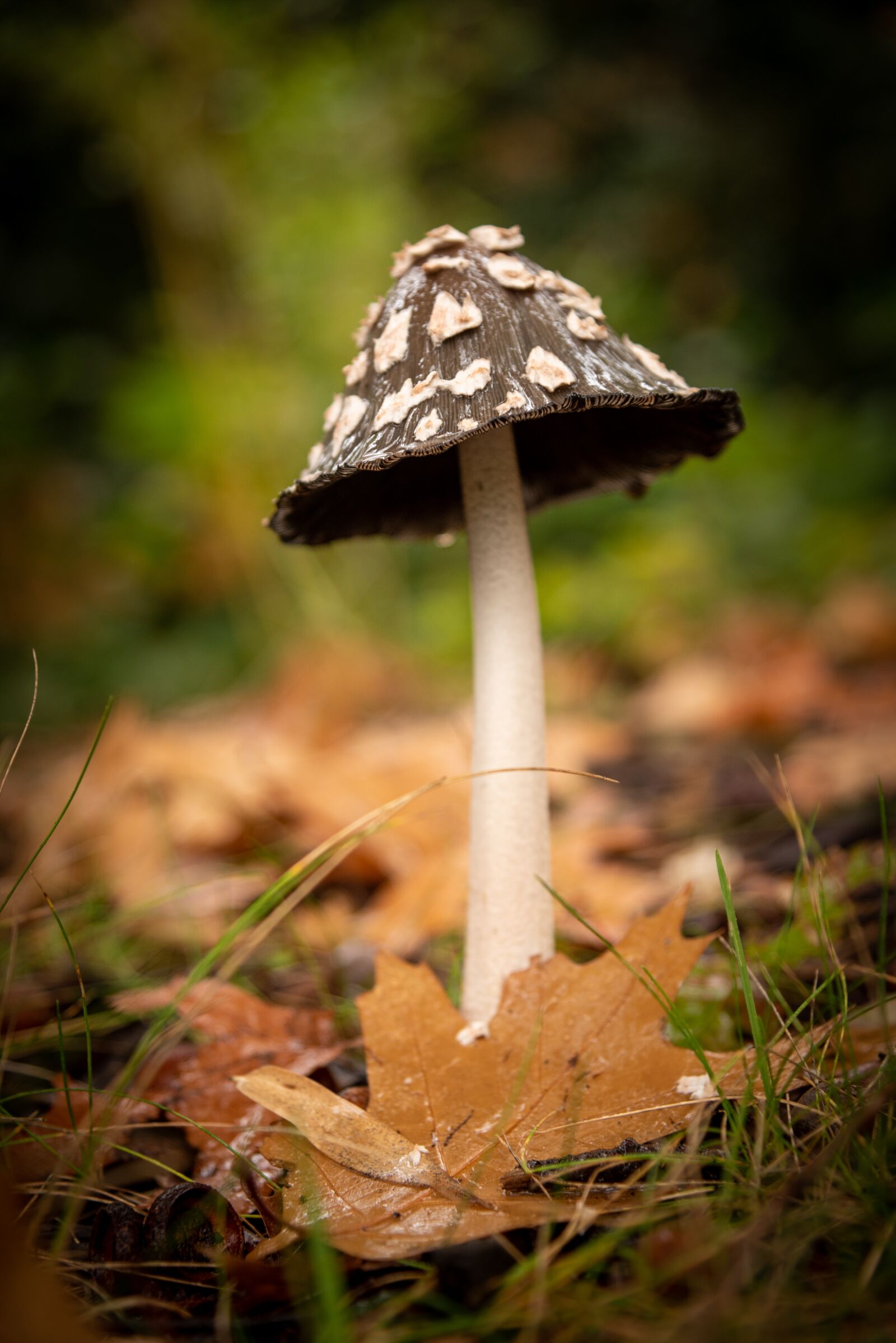 Nikon D750 sample photo. Mushroom, autumn, black photography