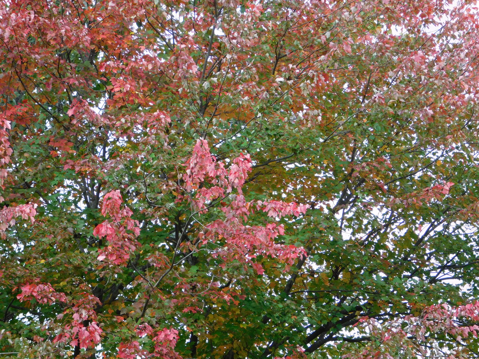 Nikon Coolpix L840 sample photo
