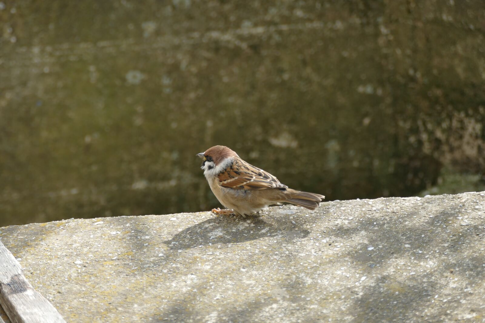 Panasonic Lumix DMC-FZ1000 sample photo. Sparrow, bird, concrete photography