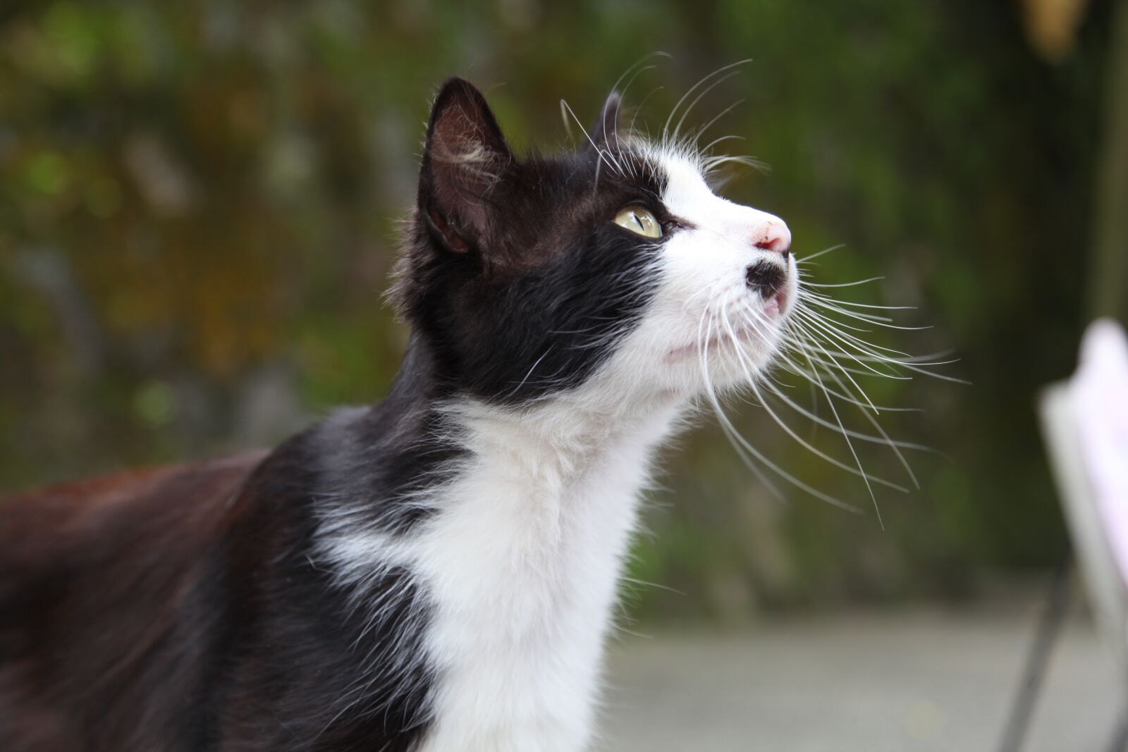 Canon EOS 5D Mark II sample photo. Cat, taipei, looking photography