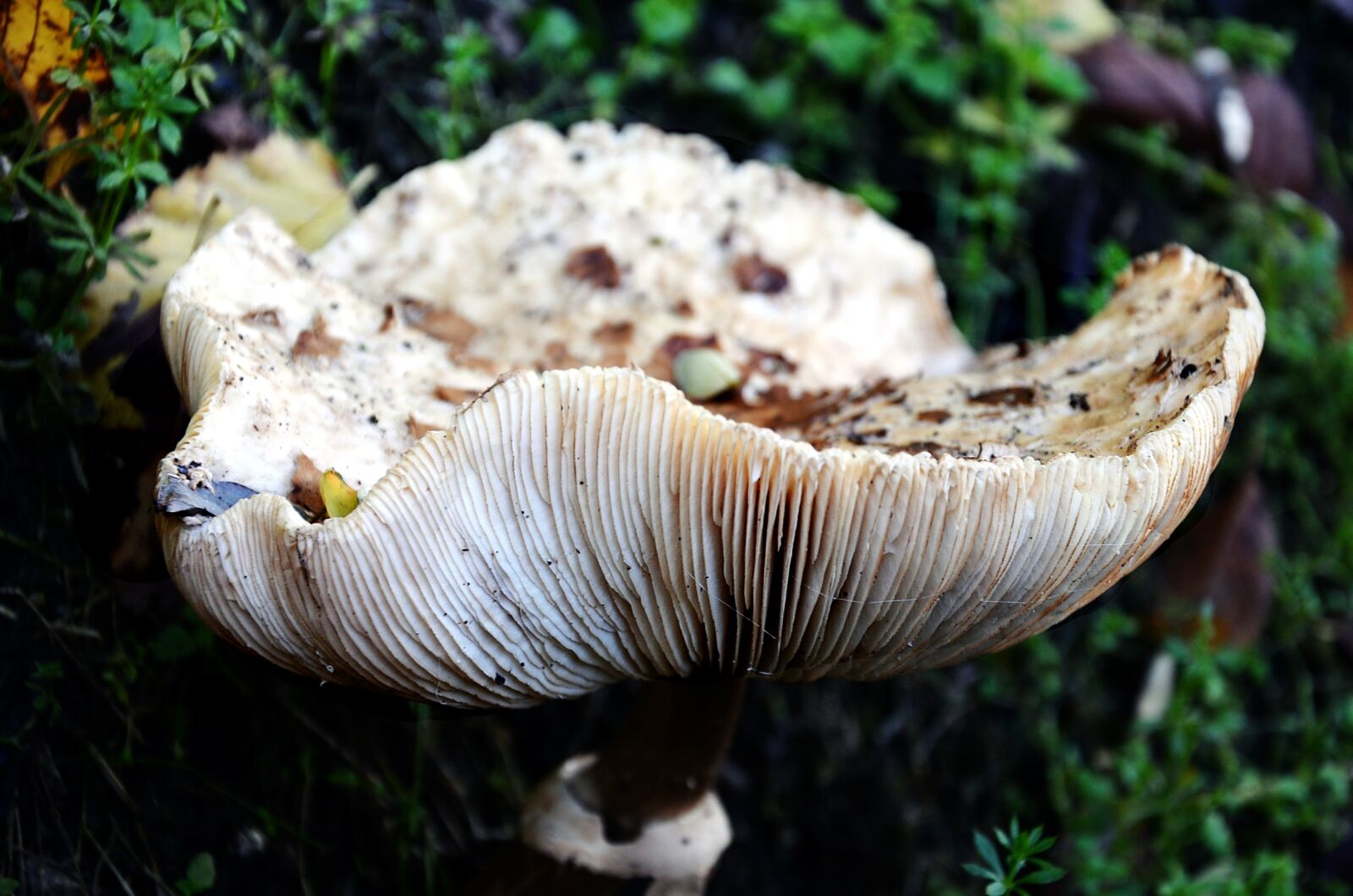 Nikon D5100 sample photo. Nature, fungus, autumn photography