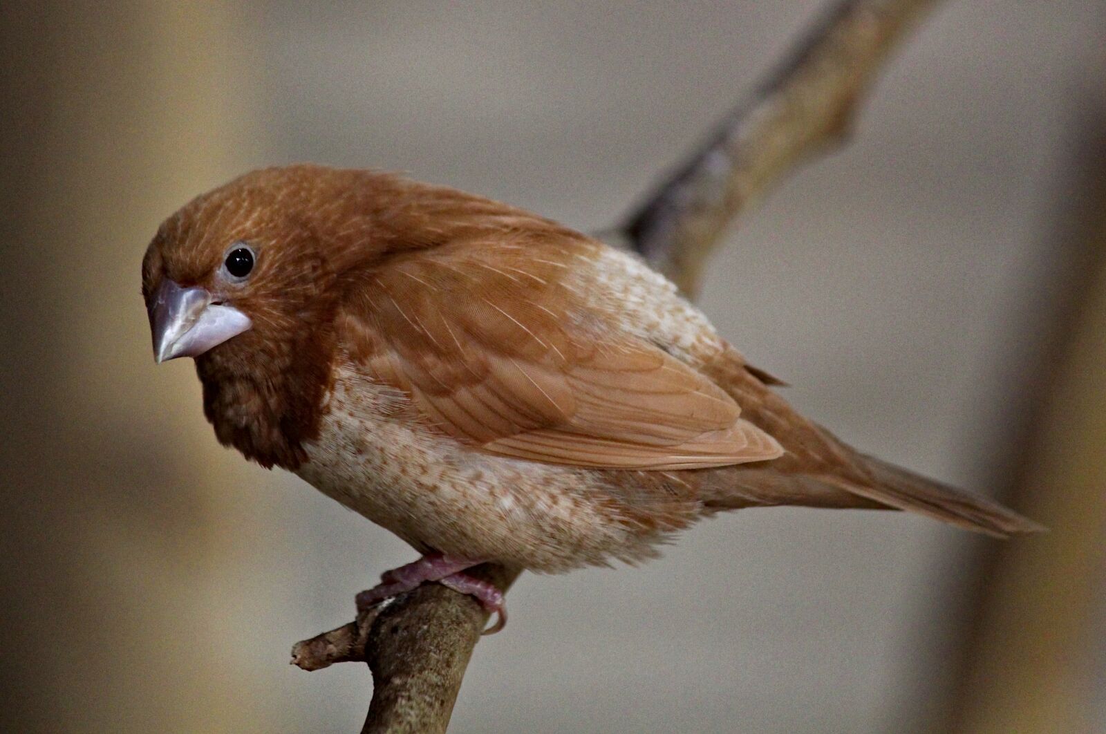 Canon EOS 550D (EOS Rebel T2i / EOS Kiss X4) sample photo. Sparrow, bird, animal photography