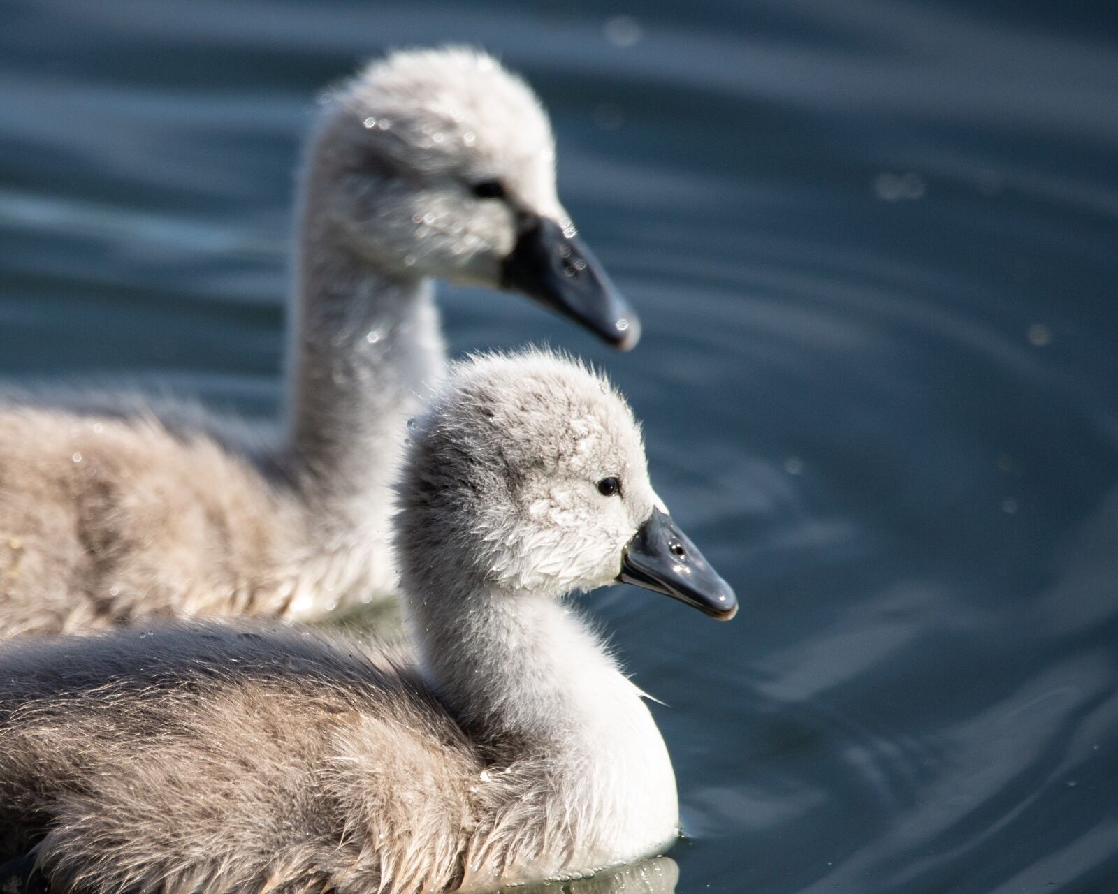 150-600mm F5-6.3 DG OS HSM | Contemporary 015 sample photo. Cygnet, swan, young swan photography