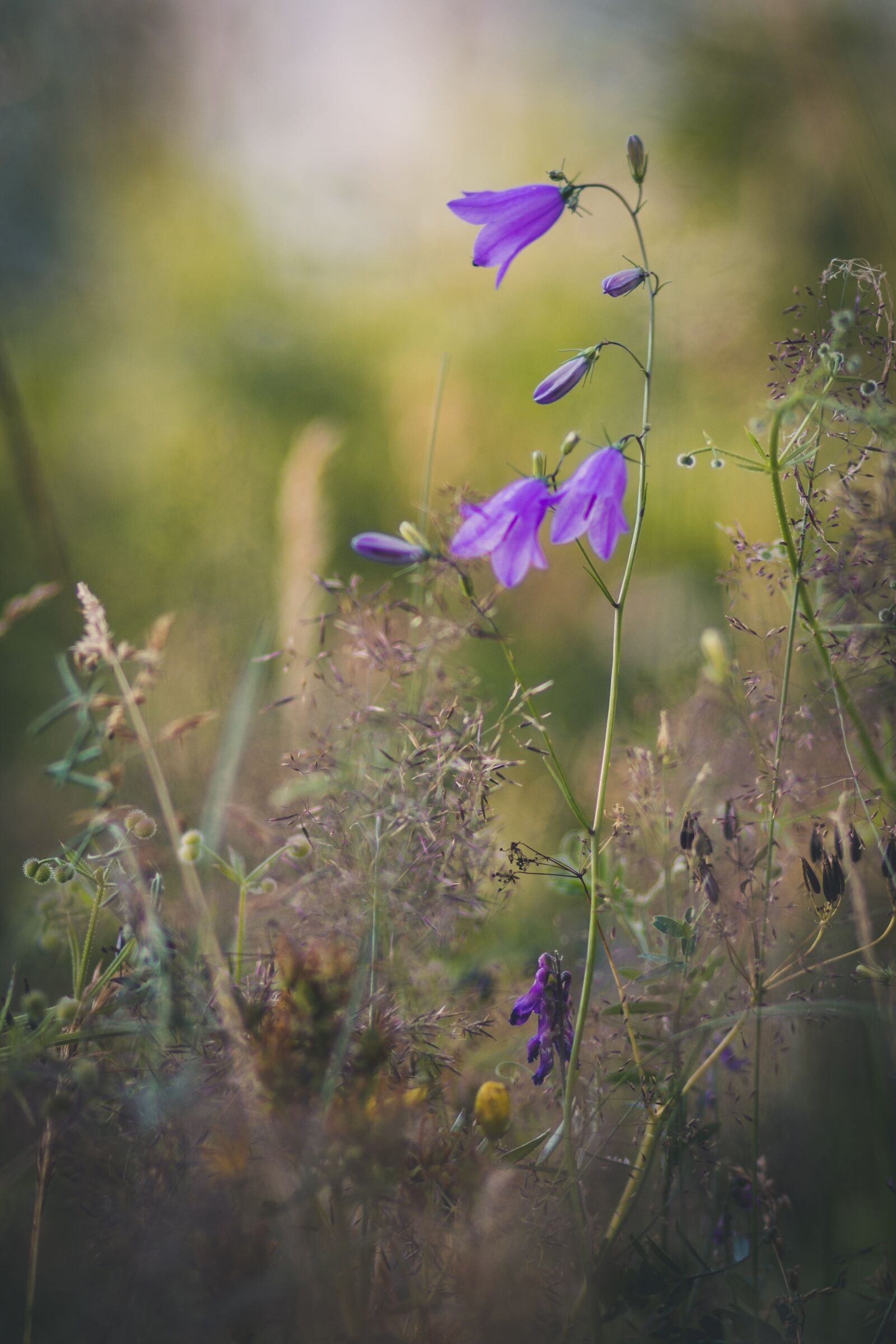 Canon EF 85mm F1.8 USM sample photo. Bellflower, nature, flower photography