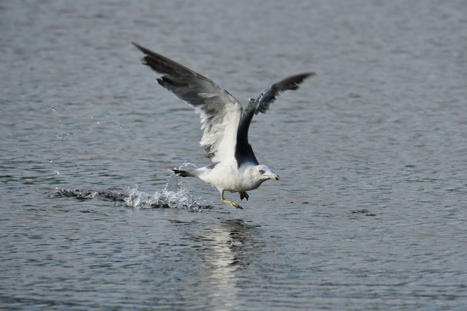 Nikon D7200 sample photo. Animal, sea, beach photography