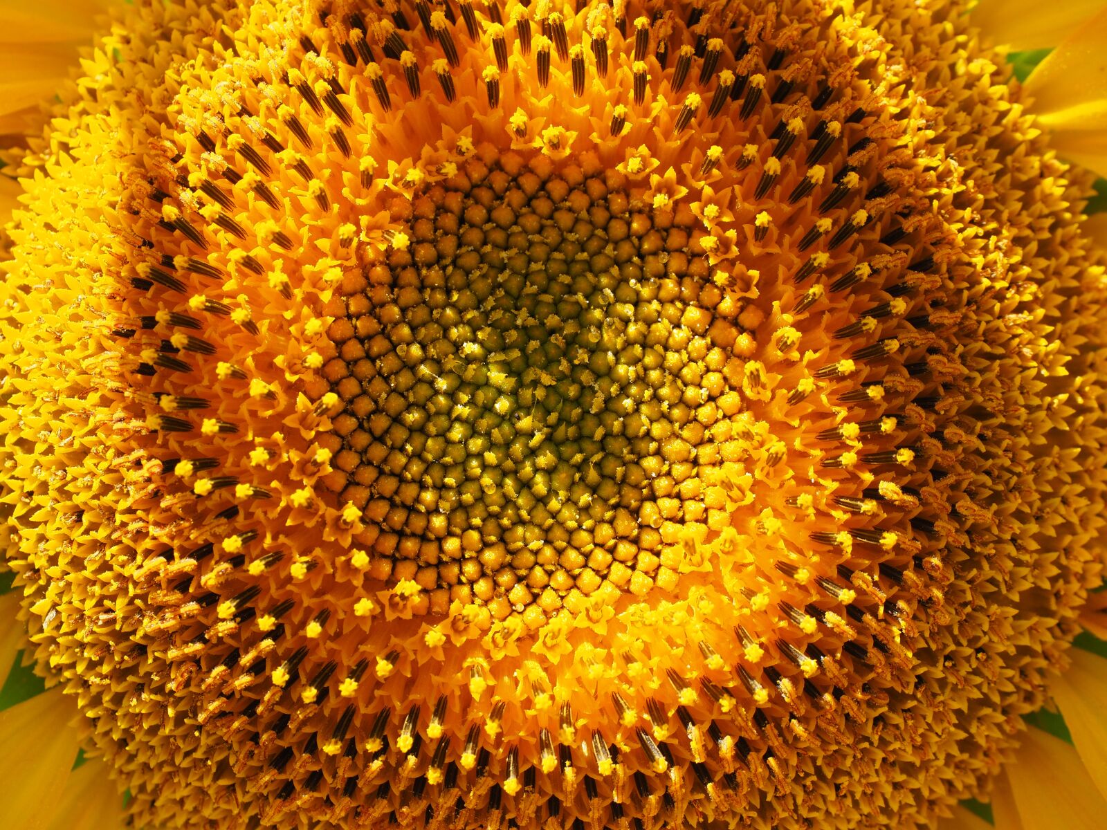 Olympus OM-D E-M1 + Olympus M.Zuiko Digital ED 12-40mm F2.8 Pro sample photo. Inflorescence, sunflower, flower basket photography
