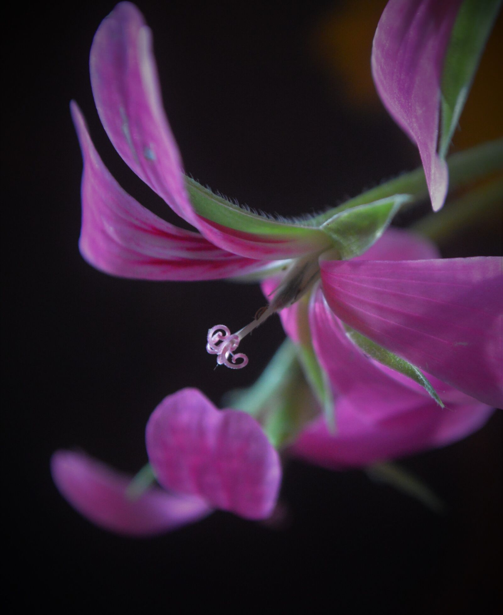 Nikon D3200 sample photo. Purple ivy geranium, flower photography