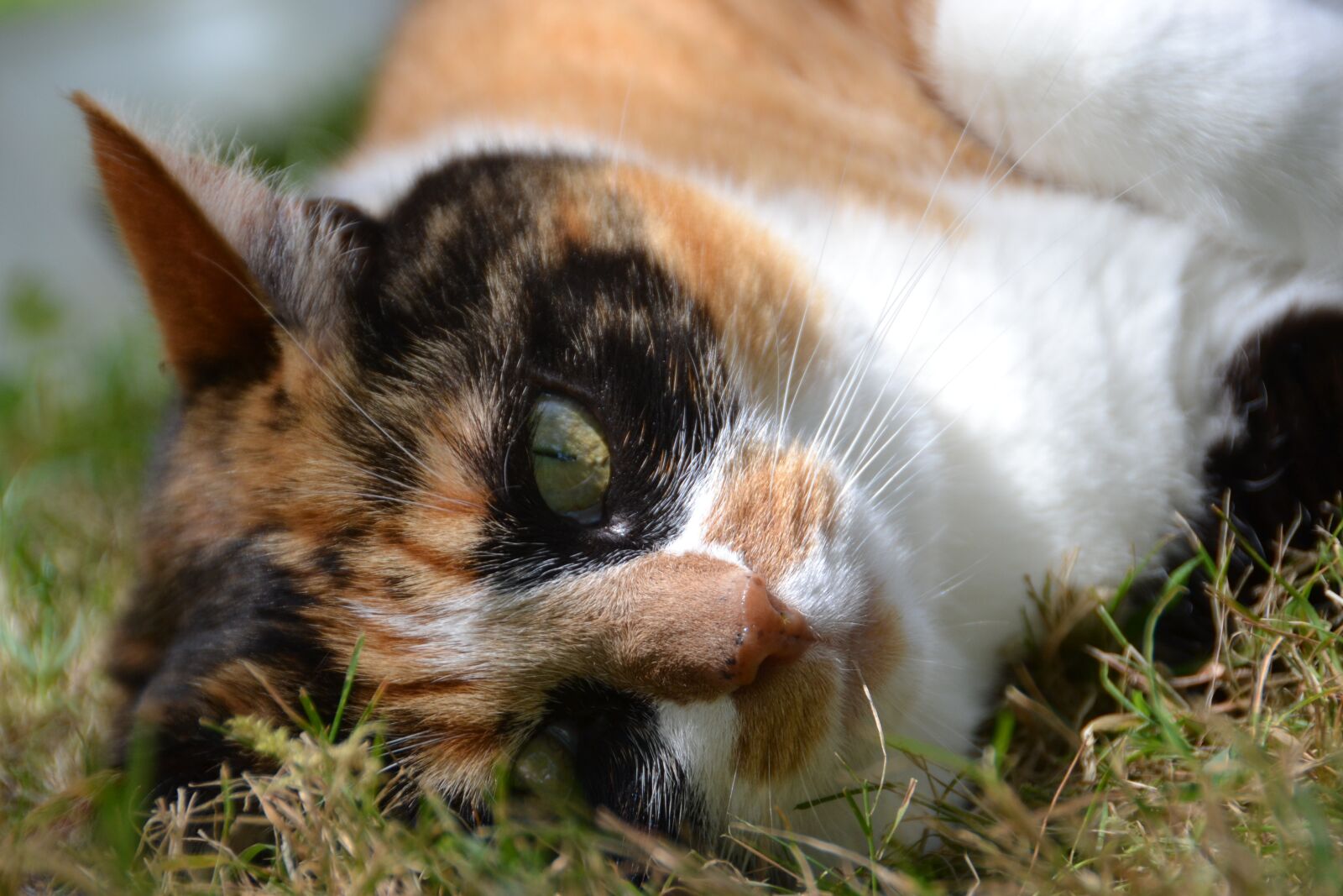 Nikon D3100 sample photo. Cat, eyes, cat eyes photography