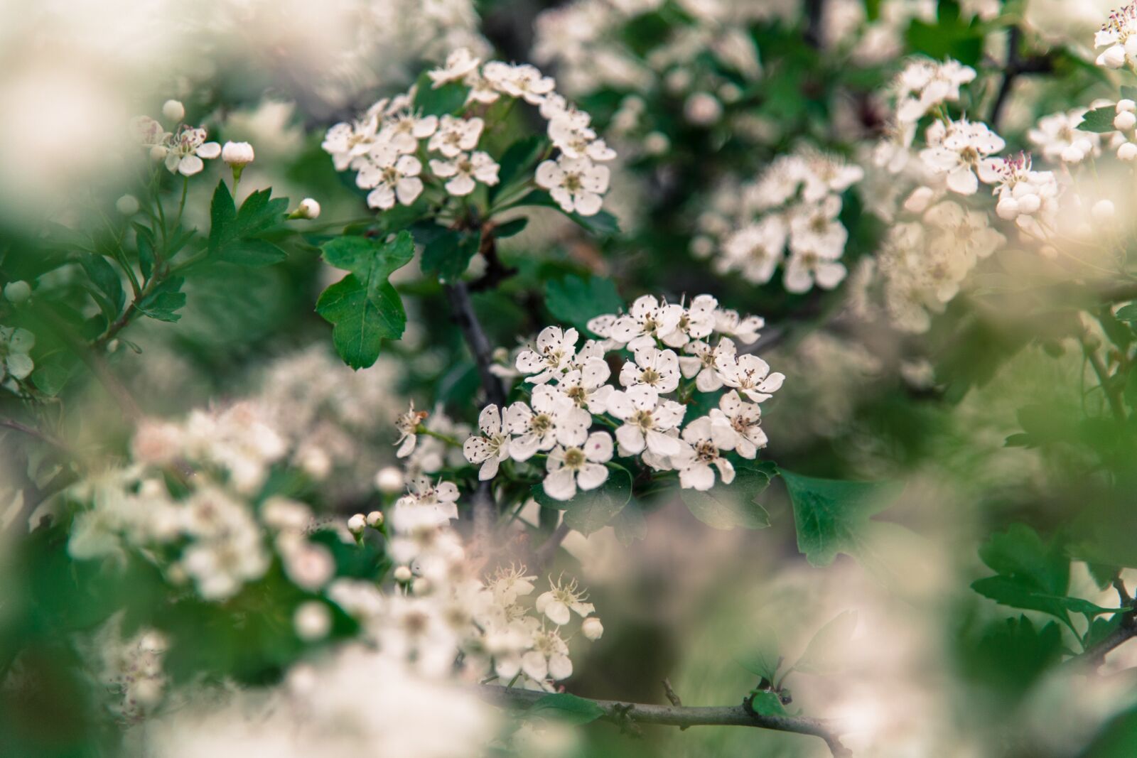 Nikon D850 sample photo. Flower, flowering, ker photography