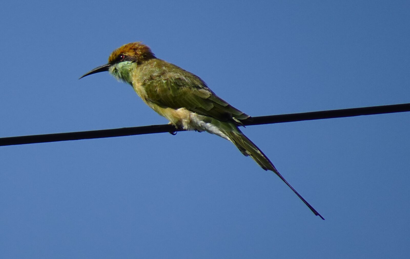 Sony DSC-WX800 sample photo. Green bee eater, bird photography