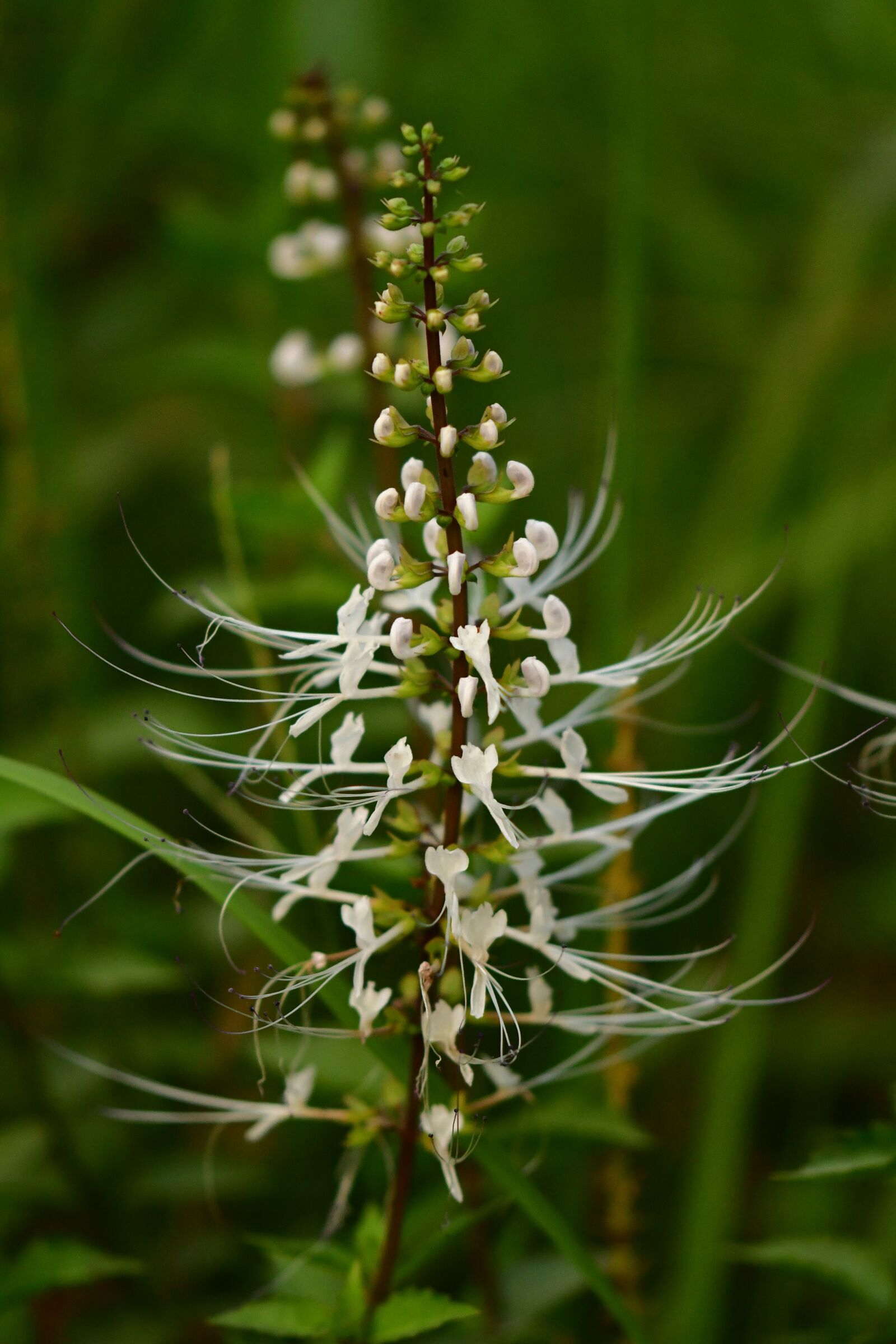 Nikon D500 sample photo. Cat's whiskers, medicinal plant photography