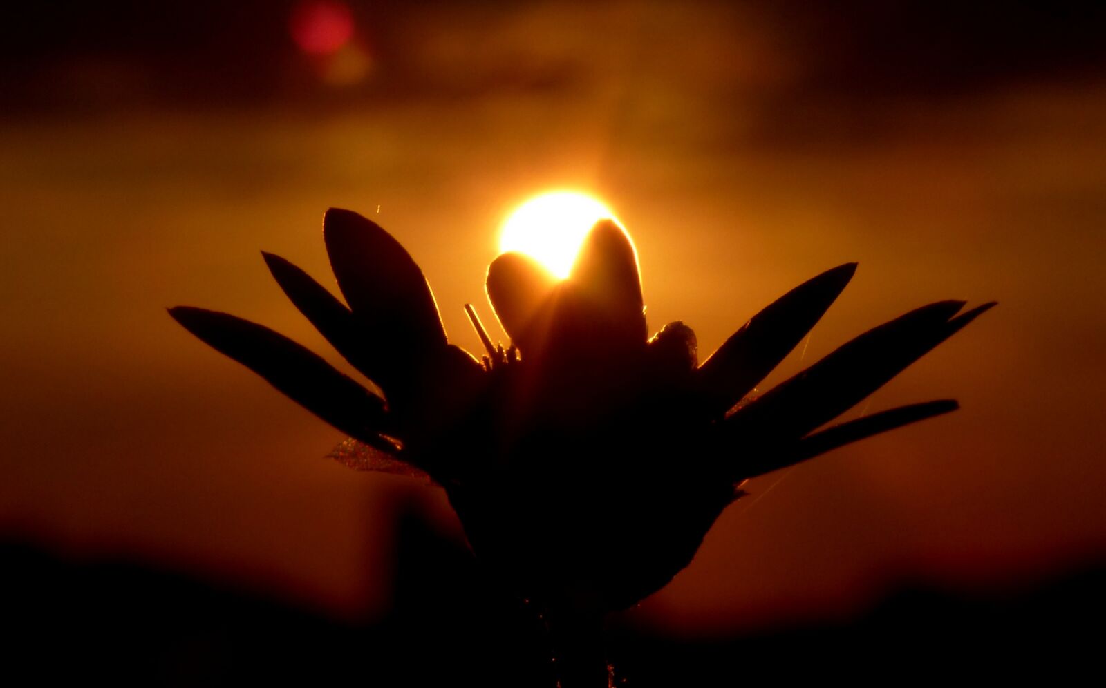 Panasonic DMC-FZ72 sample photo. Flower, sunset, nature photography