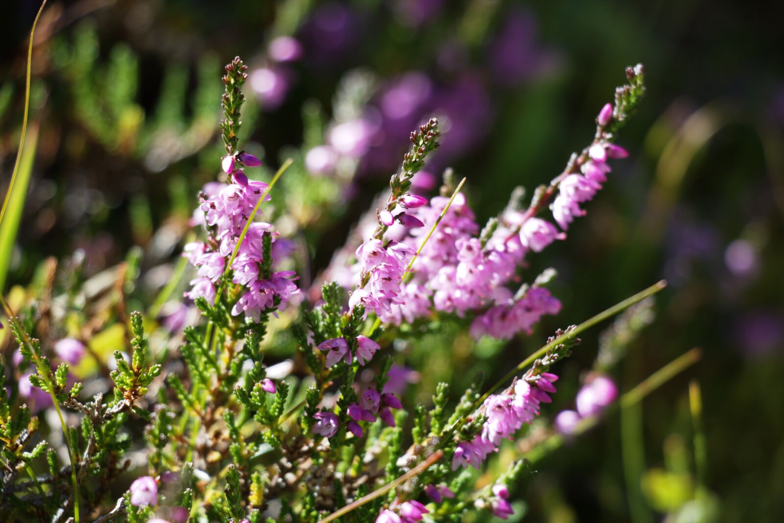 Canon EOS 750D (EOS Rebel T6i / EOS Kiss X8i) sample photo. Flower, alpine, nature photography