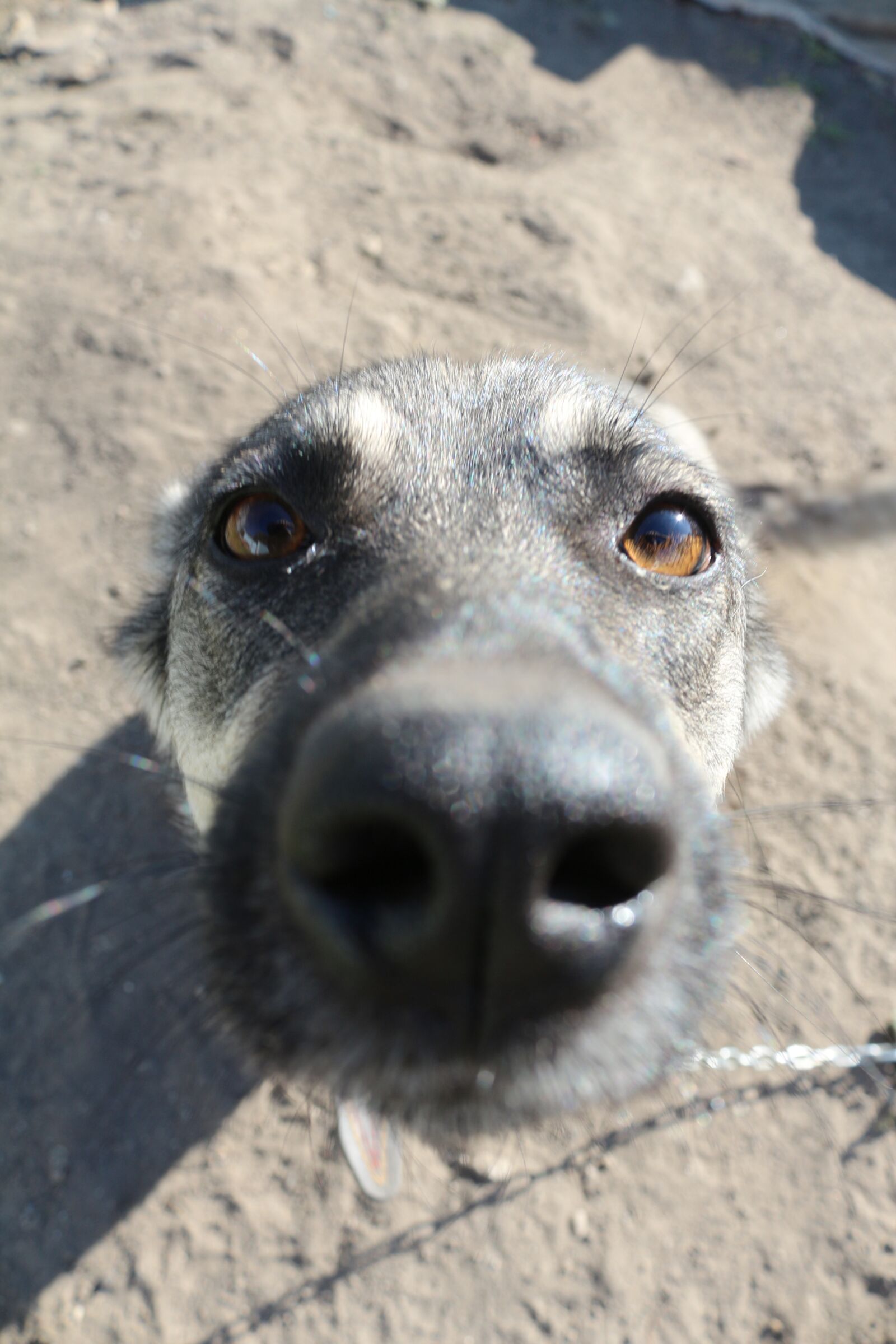 Canon EOS 650D (EOS Rebel T4i / EOS Kiss X6i) sample photo. Dog, animal, pet photography