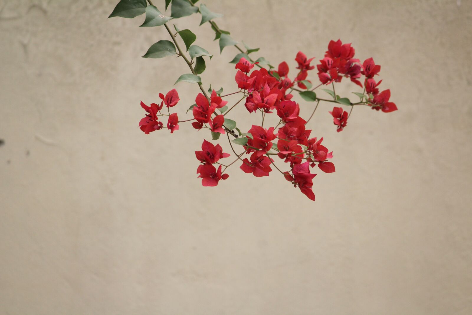 Canon EOS 1200D (EOS Rebel T5 / EOS Kiss X70 / EOS Hi) sample photo. Flower, red, nature photography