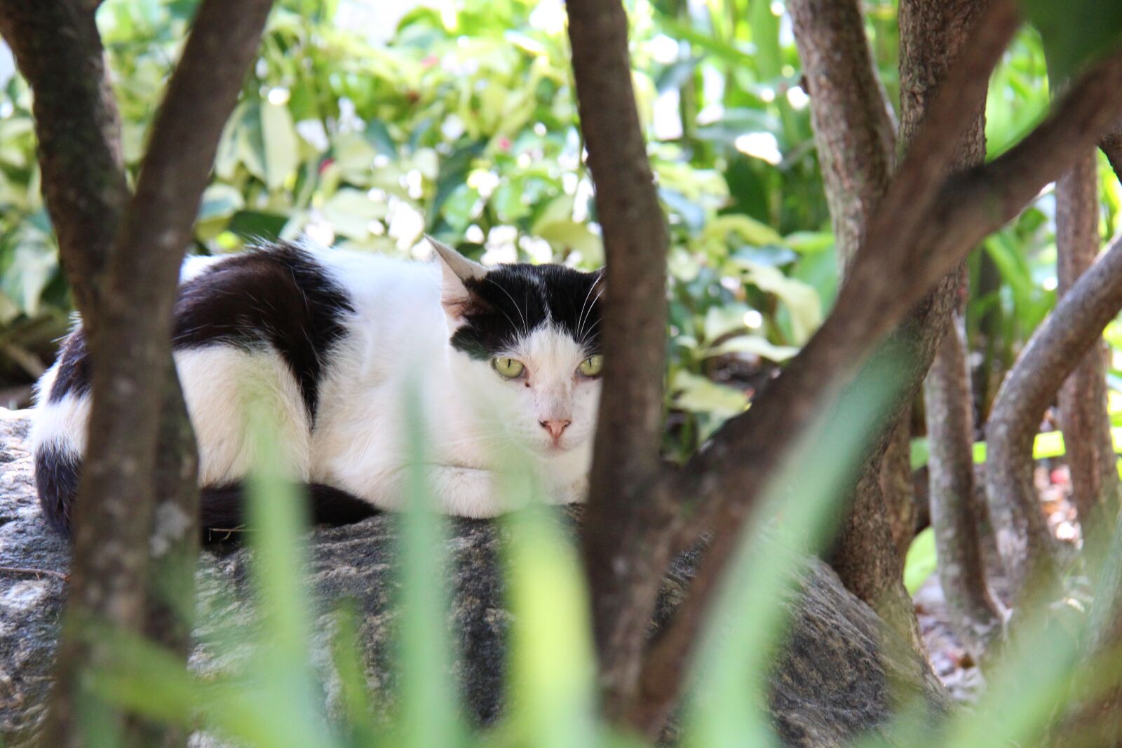 Canon EOS 700D (EOS Rebel T5i / EOS Kiss X7i) + Canon EF-S 18-200mm F3.5-5.6 IS sample photo. Cat, stray, cute photography
