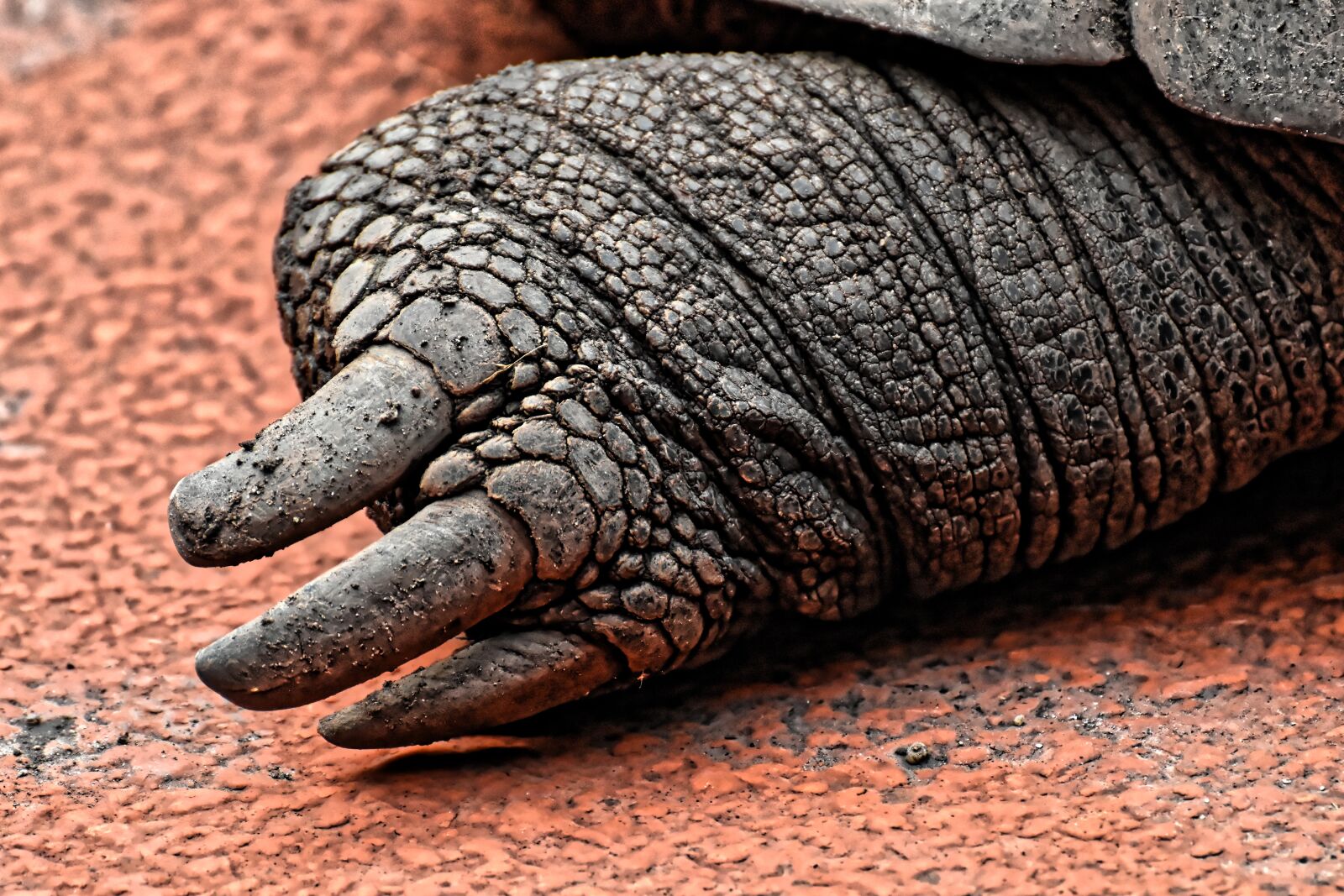 Nikon D7200 sample photo. Giant tortoises, foot, rear photography